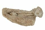 Fossil Crinoid (Jimbacrinus) - Gascoyne Junction, Australia #189495-2